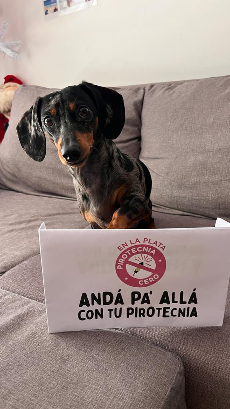 En La Plata lanzaron una campaña para proteger a los animales de la pirotecnia