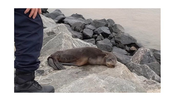El lobo marino encontrado en la ciudad de La Plata esta desorientado y desnutrido.
