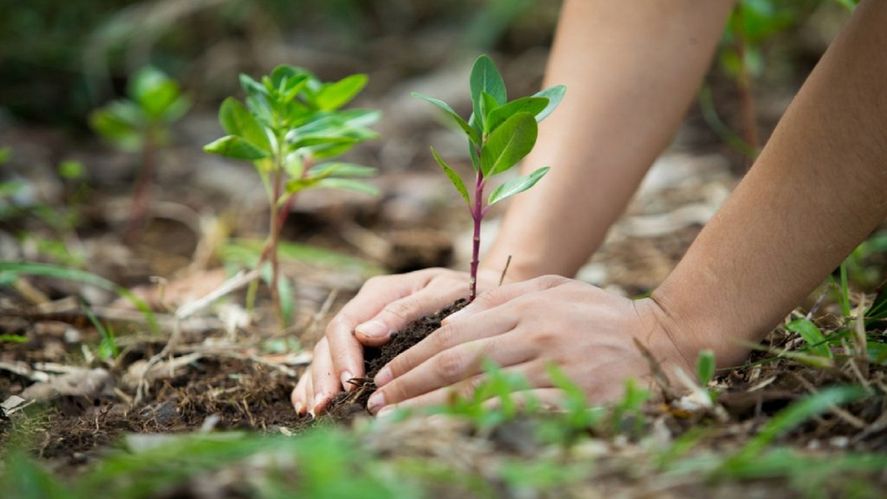 Cada 5 de junio se celebra el Día Mundial del Medio Ambiente, una fecha que busca sensibilizar a la población mundial en relación a temas ambientales.