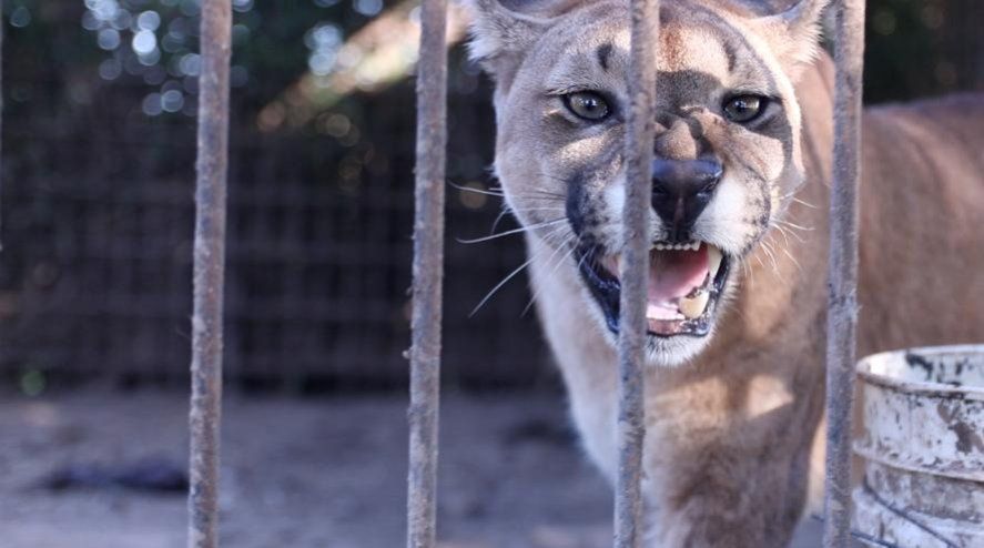 El campo operaba como criadero clandestino de fauna silvestre