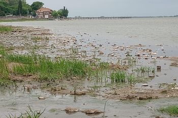 miles de peces muertos en la laguna de chascomus: ¿que paso?