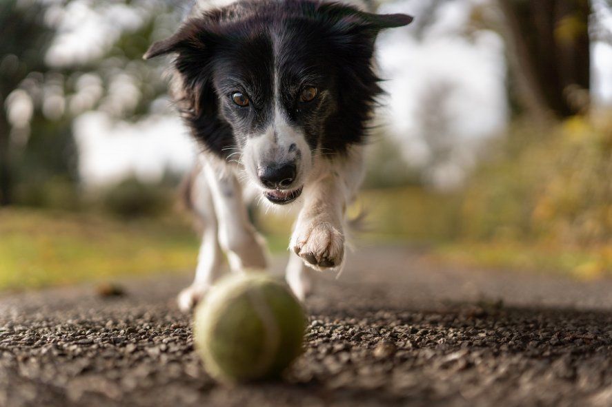 Los perros y gatos recibirán de forma gratuita la vacuna contra la rabia