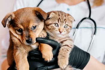 La Plata: ¿Dónde vacunar perros y gatos gratis esta semana?