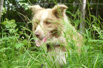 Lo importante es enseñarle al animal de chico que no tiene que comer las plantas, explicó el veterinario. 