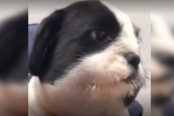 video viral: asi quedo la cara de un cachorro que mordio una abeja