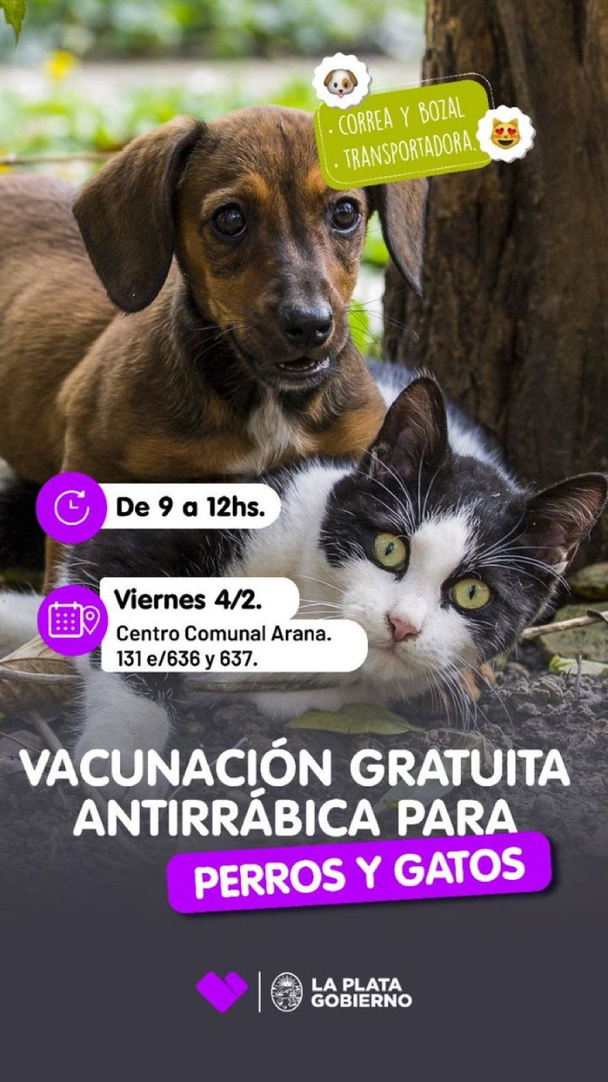 Perros y gatos recibirán la vacuna contra la rabia de forma gratuita