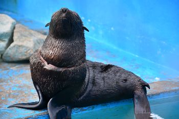 asi volvio al mar el lobo marino gravemente herido por basura plastica en punta medanos
