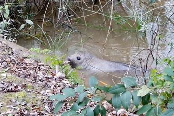 el increible rescate de un elefante marino en el delta de san fernando