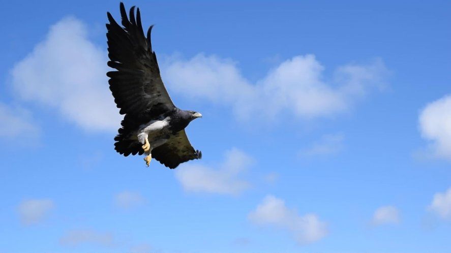 El vuelo del águila mora encontrada en San Clemente fue registrado en un video (Fundación Mundo Marino)