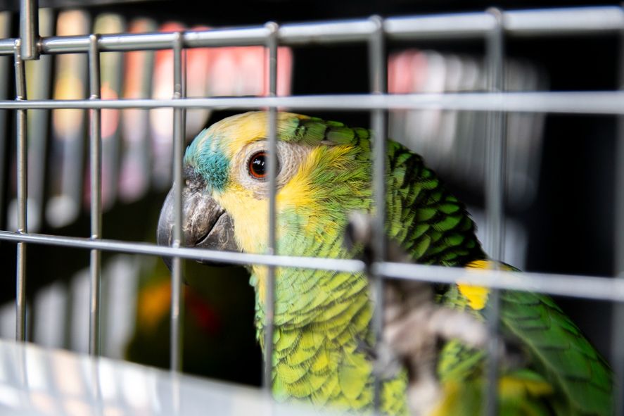 Una de las aves recuperadas tras el allanamiento en Canning.