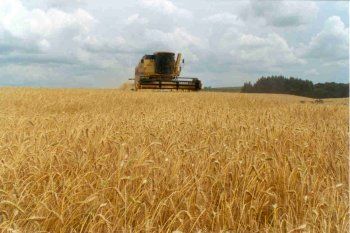 Productores podrán realizar análisis de calidad de trigo de forma gratuita