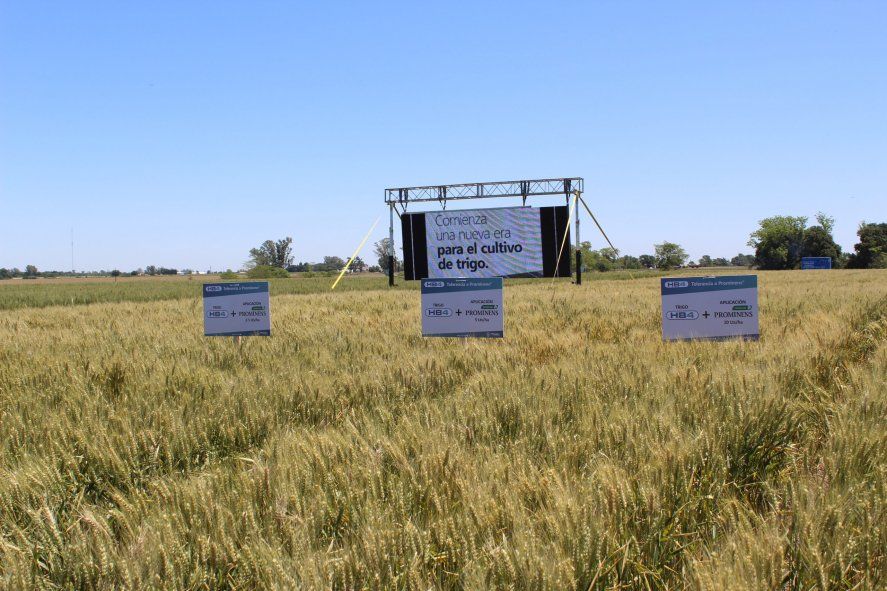 Trigo transgénico: la nueva tecnología del agronegocio que comienza a pisar fuerte en Pergamino