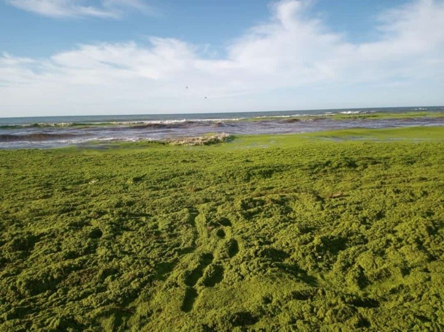 Una curiosa imagen en la localidad balnearia de Claromecó