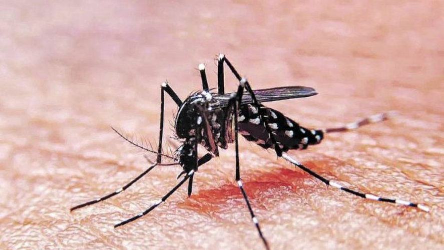 El dengue es transmito por la picadura del mosquito Aedes aegypti, el cual es pequeño, de color oscuro con patas rayadas negras y blancas