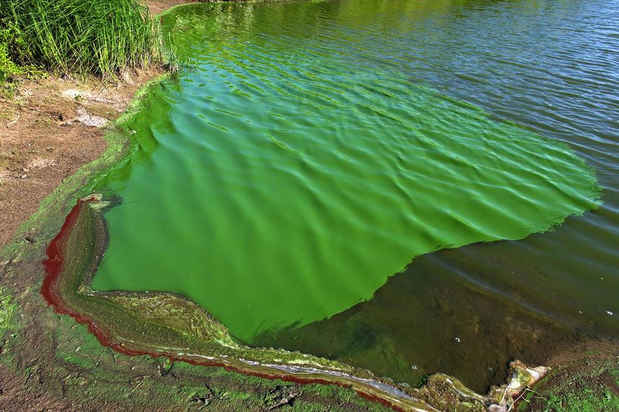 En varias lagunas y balnearios bonaerenses hay alerta roja, naranja y amarilla por cianobacterias.
