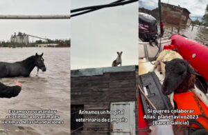 Viral: Emocionante video de los rescates a animales en Zárate y Campana, tras el temporal