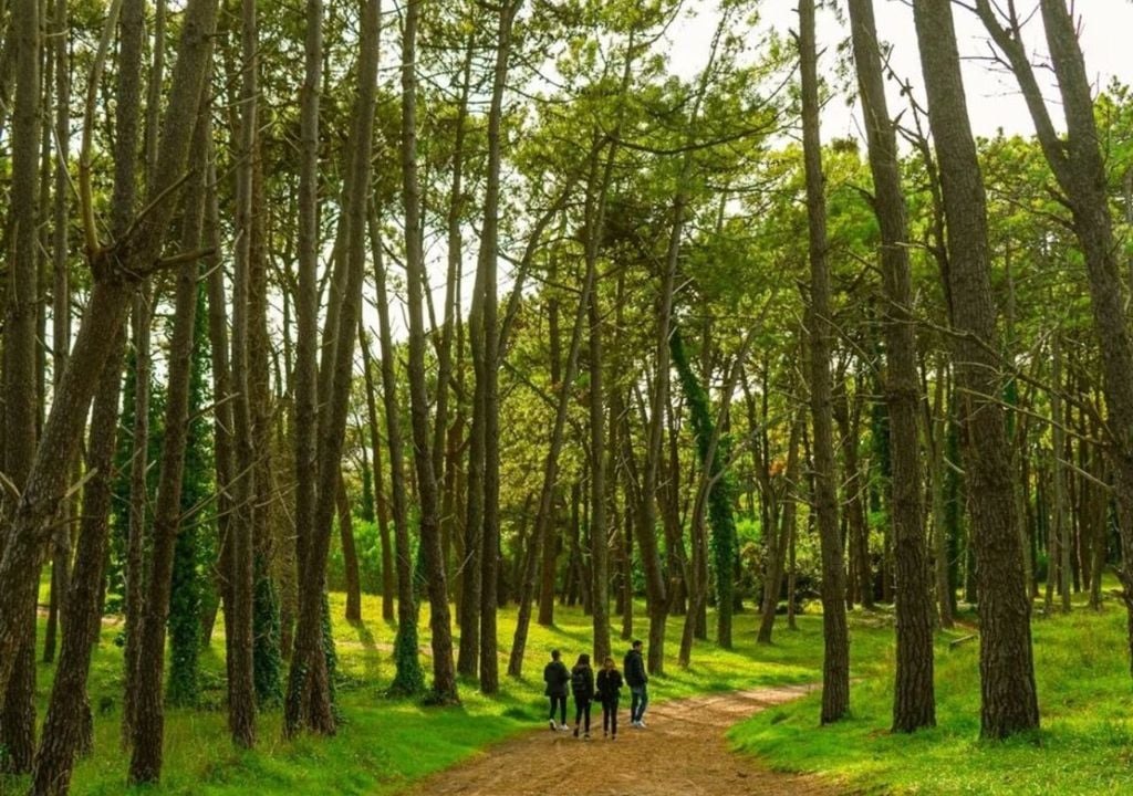 Sendero rodeado de árboles en el Bosque Energético de Miramar con visitantes caminando