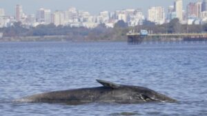 Ya van tres ballenas muertas halladas en costas de Buenos Aires: ¿Por qué ingresan en agua dulce y en qué les perjudica?