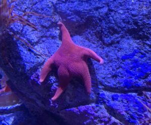 Sigue el furor por el streaming bajo el mar del CONICET: Explican por qué la estrella de mar tiene “culito”