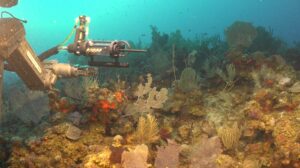 Una expedición explora el fondo del mar argentino: hallazgos inéditos en el cañón submarino de Mar del Plata