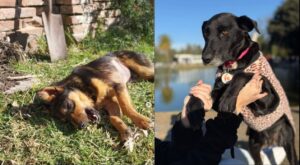 “Perritos quebró”: la desesperada situación de una agrupación que rescata animales en La Plata