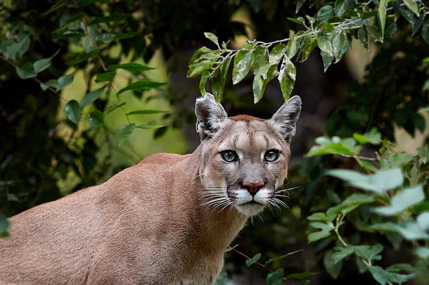Puma entre la vegetación, similar al avistado en la zona de Reja Grande, Moreno.