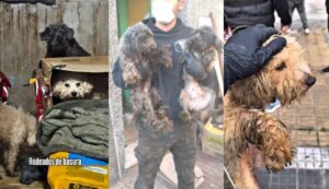 Horror en Lanús: rescataron a 43 perros en condiciones extremas dentro de una casa de acumuladores