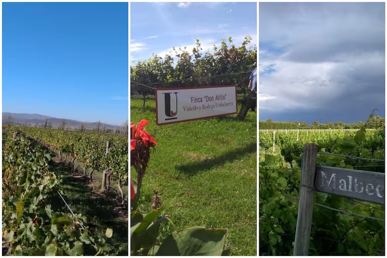 Viñedos de distintas bodegas bonaerenses: paisajes y carteles identificatorios.