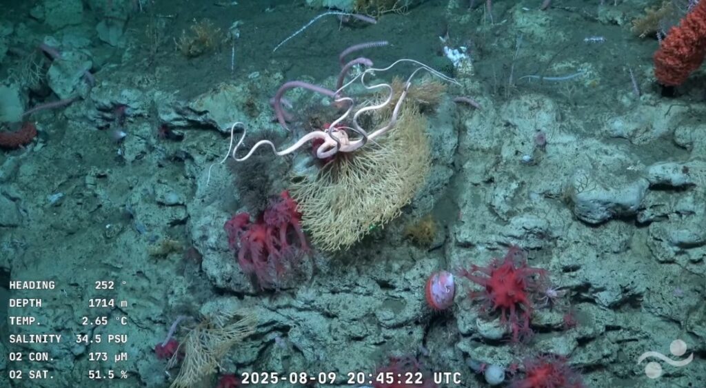 Ecosistema marino captado en el fondo del océano Atlántico durante la expedición TALUD Ecosistema marino captado en el fondo del océano Atlántico durante la expedición TALUD 4 del CONICET.