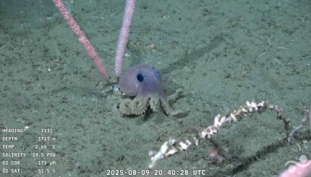 Ecosistema marino captado en el fondo del océano Atlántico durante la expedición TALUD IV del CONICET.