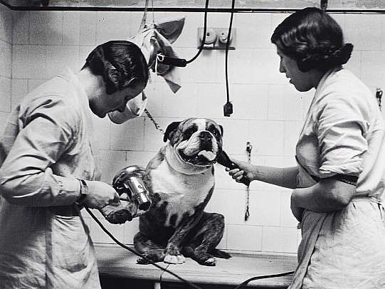 Mujeres veterinarias atendiendo a un perro bulldog en una clínica