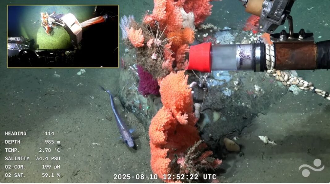 Brazo robótico del buque Falkor recolecta muestras de corales en el fondo del océano argentino durante la expedición TALUD IV