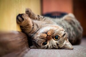 Día Internacional del Gato: por qué se celebra el 8 de agosto y la conmovedora historia detrás del apodo “Karen”