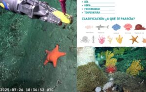 El streaming del CONICET en el fondo del mar tiene su álbum digital de figuritas: dónde conseguirlo