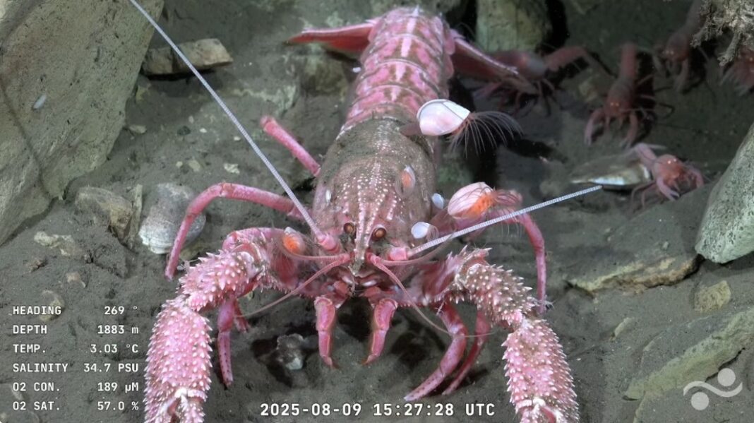 Langosta rosa junto a sus crías captada por el robot submarino del streaming del CONICET.